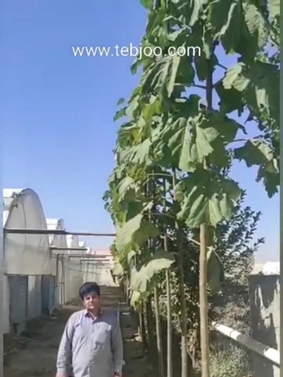 برخی پروژه های کشت نهال پالونیا هیبرید طب جو در استان مرکزی پالونیا مرکزی